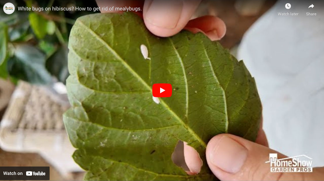 White Bugs On Hibiscus How To Get Rid Of Mealybugs Homeshow Garden