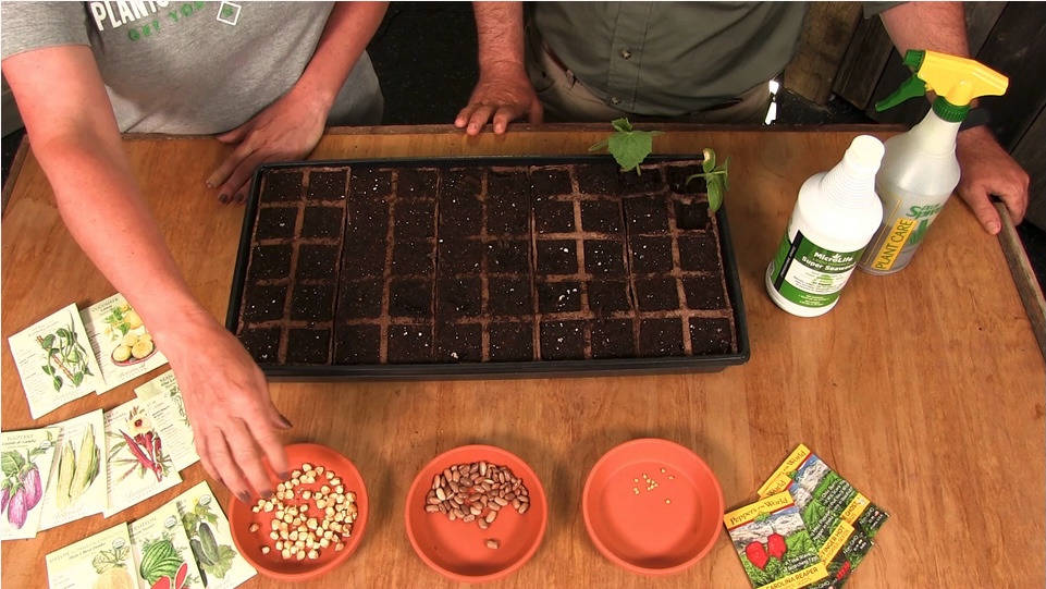 Grow Vegetables From Seeds The Right Way Homeshow Garden Pros Radio