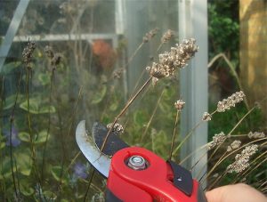 Deadheading Flowers - HomeShow Garden Pros