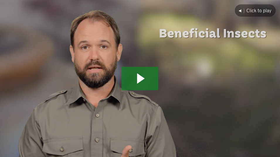 Beneficial Insects