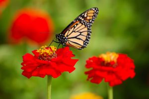 attract butterflies to your garden