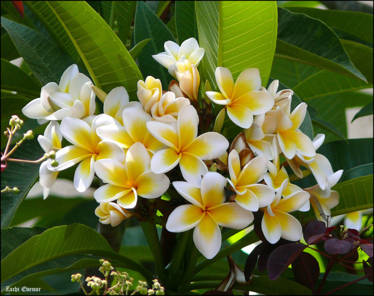 Plumeria Care - Helpful Hints to Care For Your Plumerias