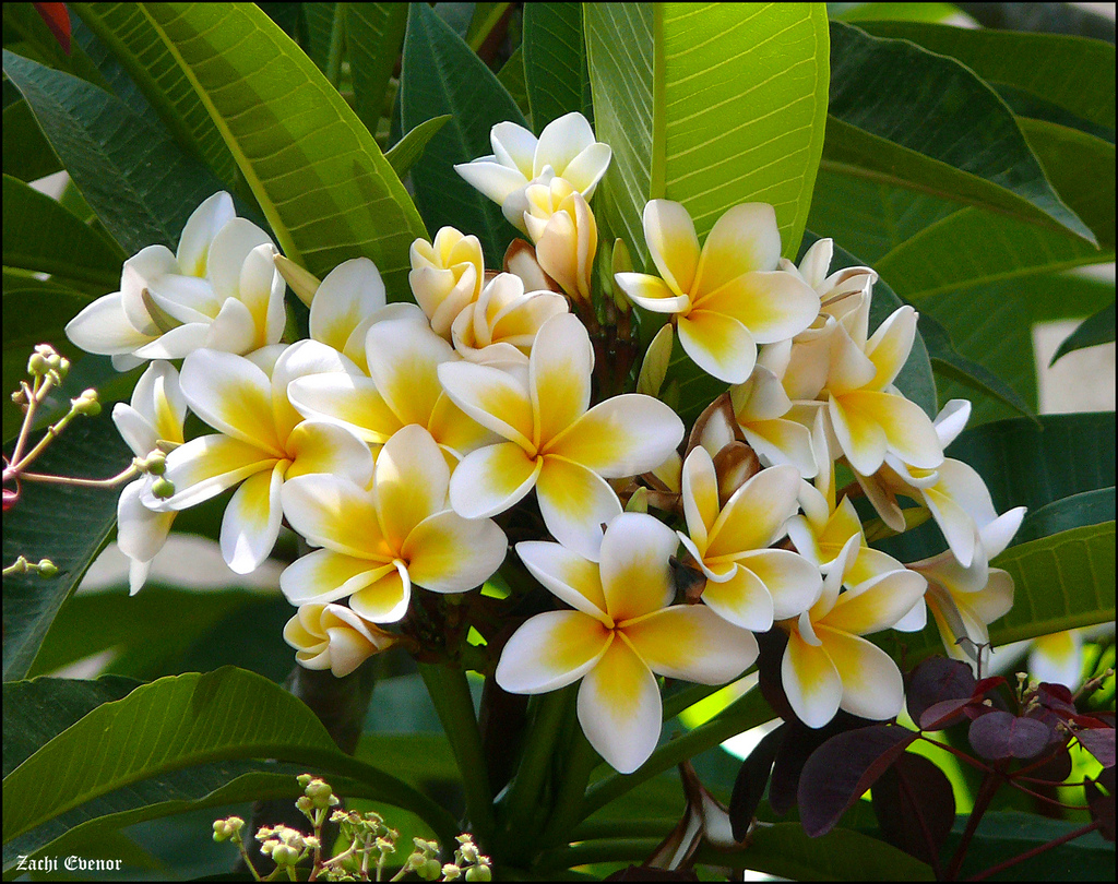 Yellow Plumeria Tree