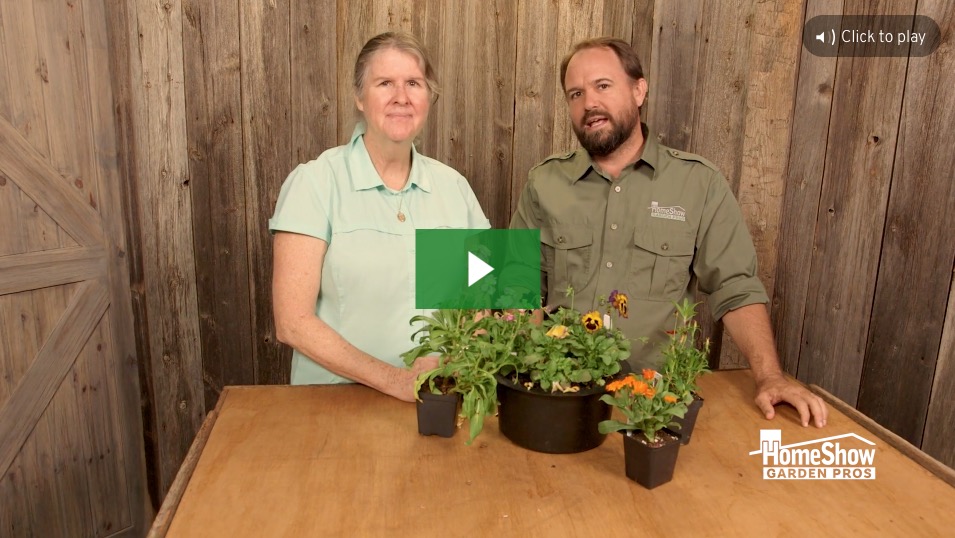 Deadheading Annuals