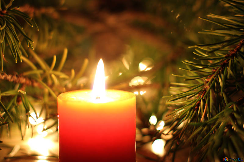 How to Fireproof Your Christmas Tree FireResistant Christmas Safety