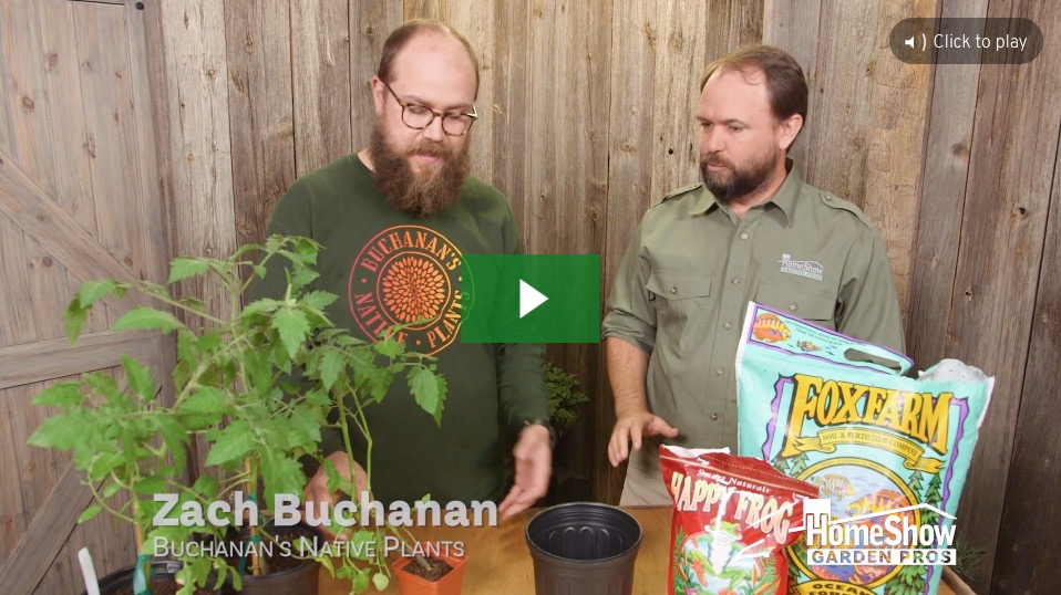 Bumping Up Tomatoes
