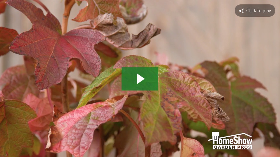 Shade Plants