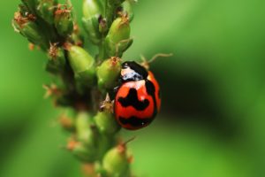 Ladybugs - Beneficial Insects for your Garden