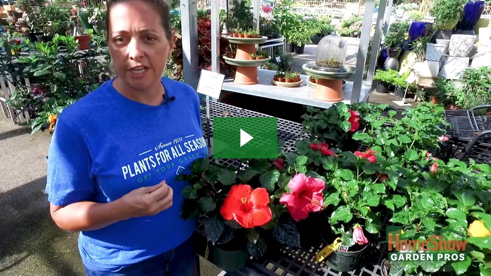How do I get my Hibiscus to bloom? HomeShow Garden Pros Radio
