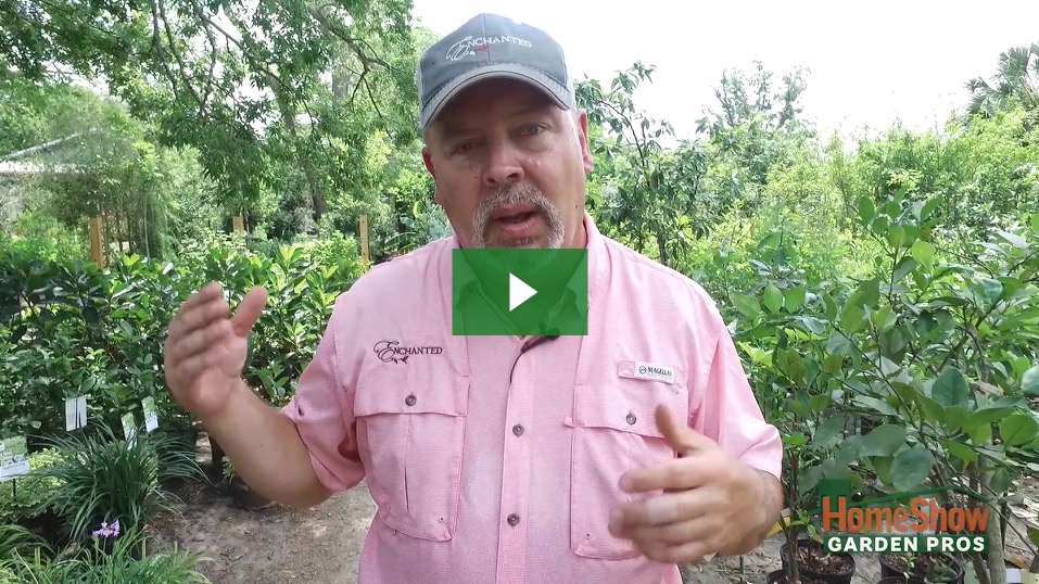 Oak tree is leaking black sap. What do I do? HomeShow Garden Pros Radio