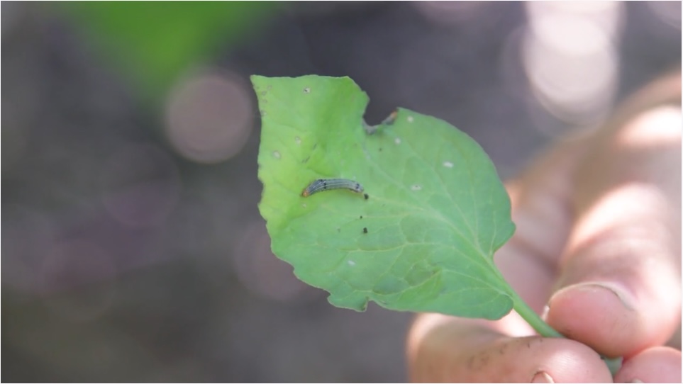 Protecting Tomatoes from Caterpillars HomeShow Garden Pros Radio