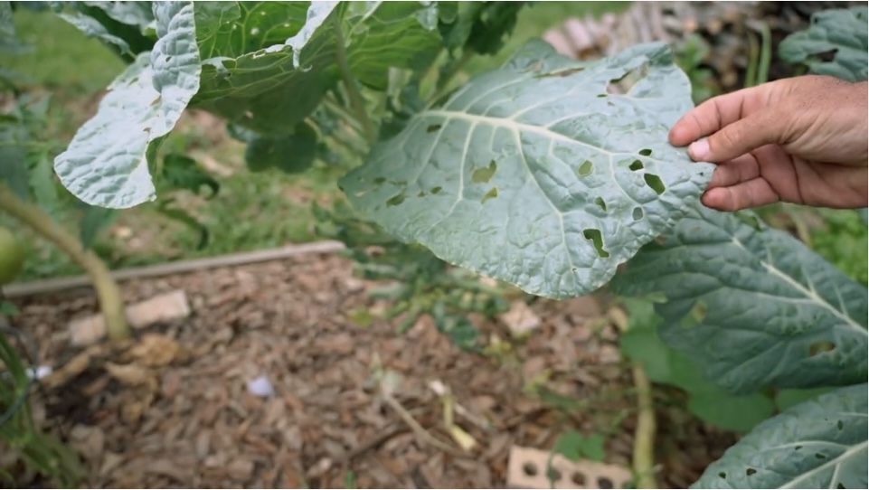 Collard Greens Pest Control Homeshow Garden Pros Radio