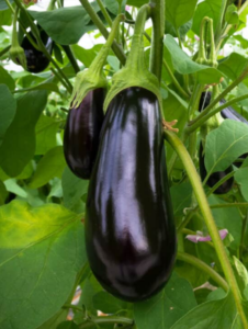 eggplant - growing eggplants