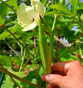 okra - warm season vegetable gardening