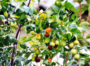 jujube fruit tree - 5 wacky fruit trees to grow