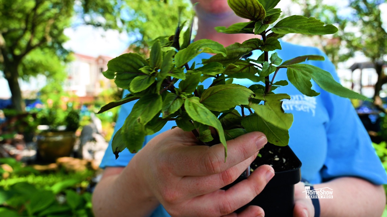 African Blue Basil - HomeShow Garden Pros Radio