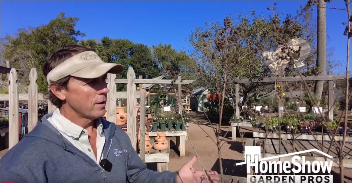 Crepe Myrtle Trimming 101: Avoid These Blunders & Get Huge Blooms! - dlsb8j5