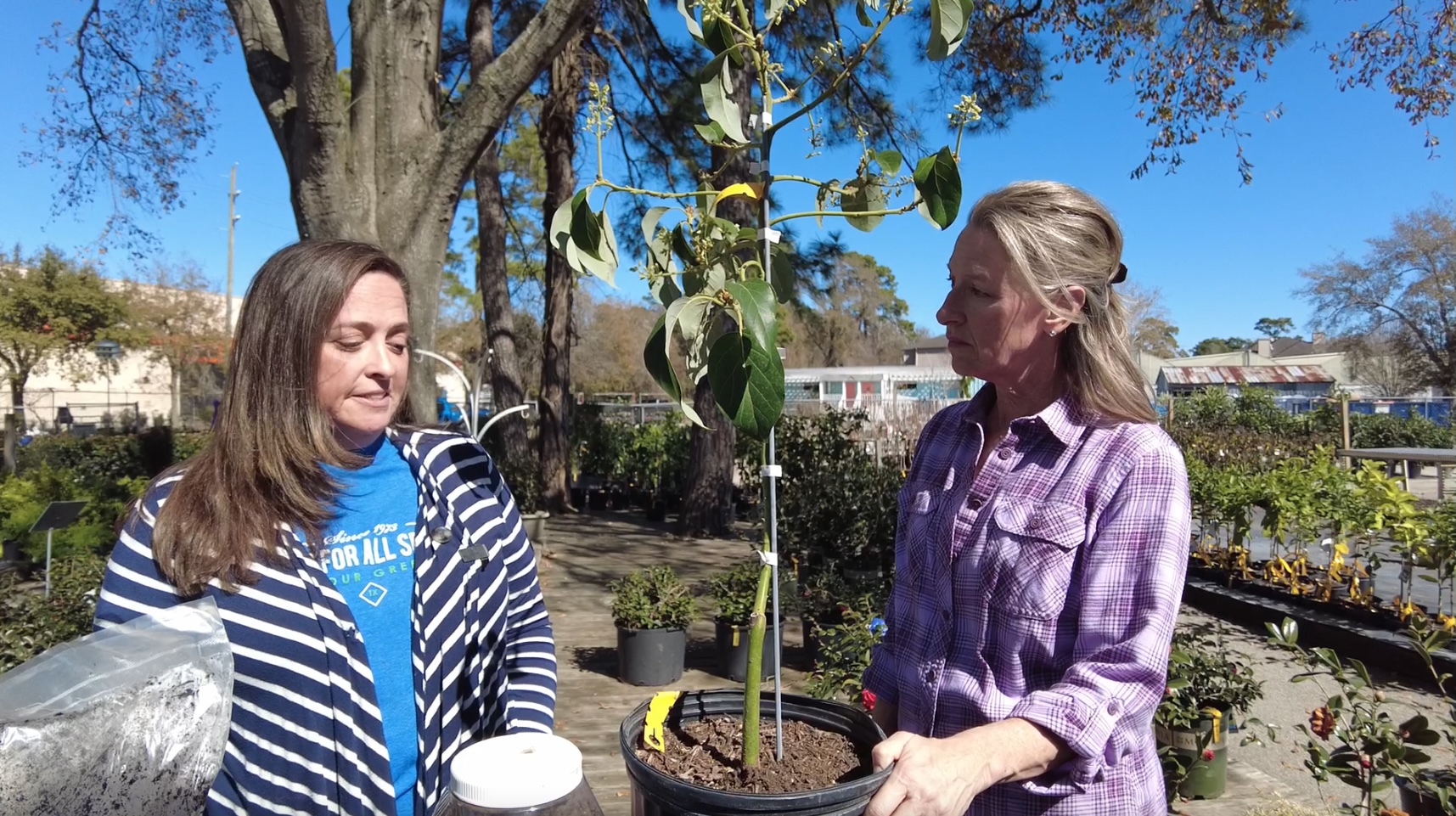 How To Plant An Avocado Tree Homeshow Garden Pros Radio