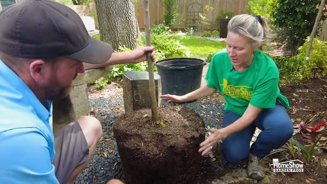How to Plant a Tree in the Gulf Coast Region