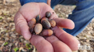 What to do about all those acorns in your yard - Enchanted Gardens