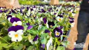Winter color, flowers that survive the freeze - Pansies and Violas - Enchanted Gardens