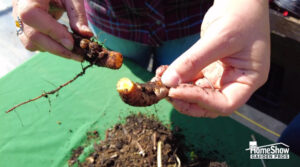 Turmeric Harvesting and winter care - Nelson's Water Garden