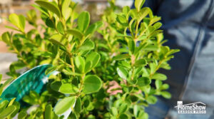 Boxwood blight - Replace with these freeze tolerant shrubs - Enchanted Gardens