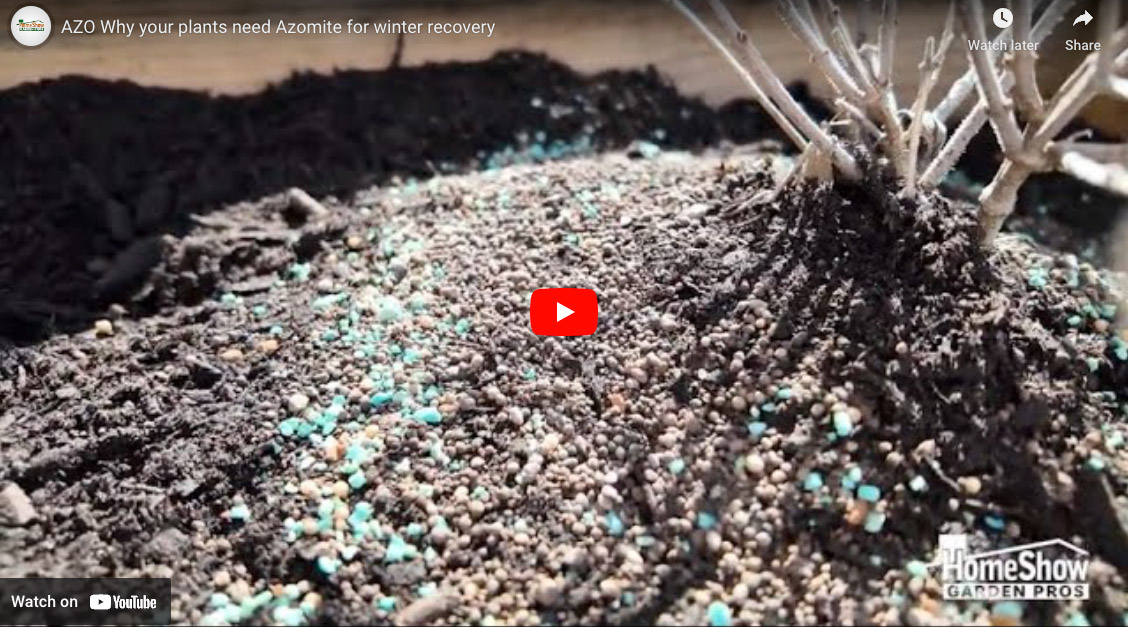 Why Your Plants Need Azomite For Winter Recovery | HomeShow Garden Pros ...