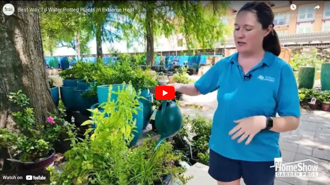 Best Way To Water Potted Plants In Extreme Heat - HomeShow Garden Pros ...