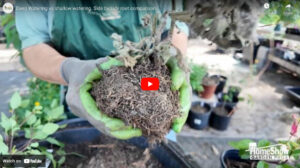 Deep Watering vs shallow watering. Side by side root comparison. - Natures Way Resources