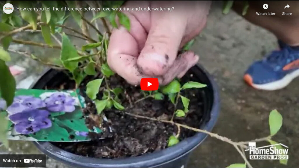 How can you tell the difference between overwatering and underwatering?