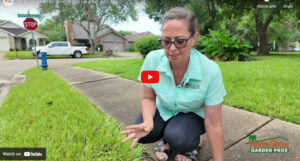 How to get rid of weeds after a storm.