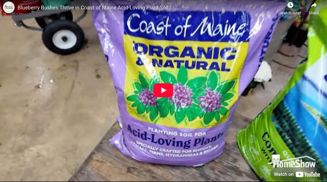 Blueberry Bushes Thrive in Coast of Maine Acid-Loving Plant Soil | HomeShow  Garden Pros Radio