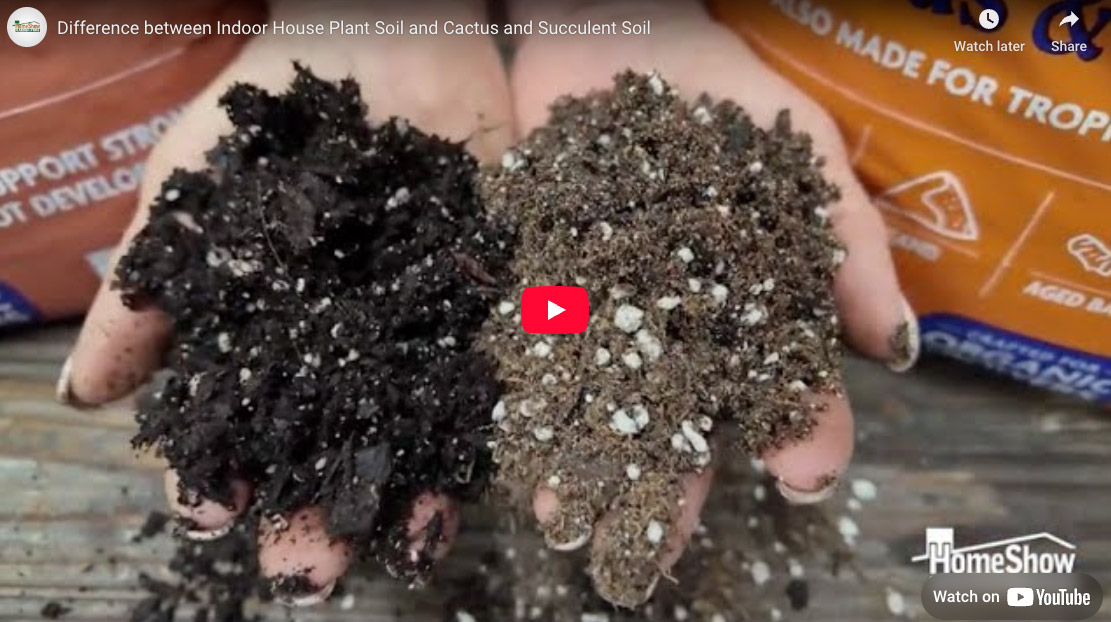 Indoor Houseplant Soil Vs. Cactus and Succulent Soil | HomeShow Garden ...