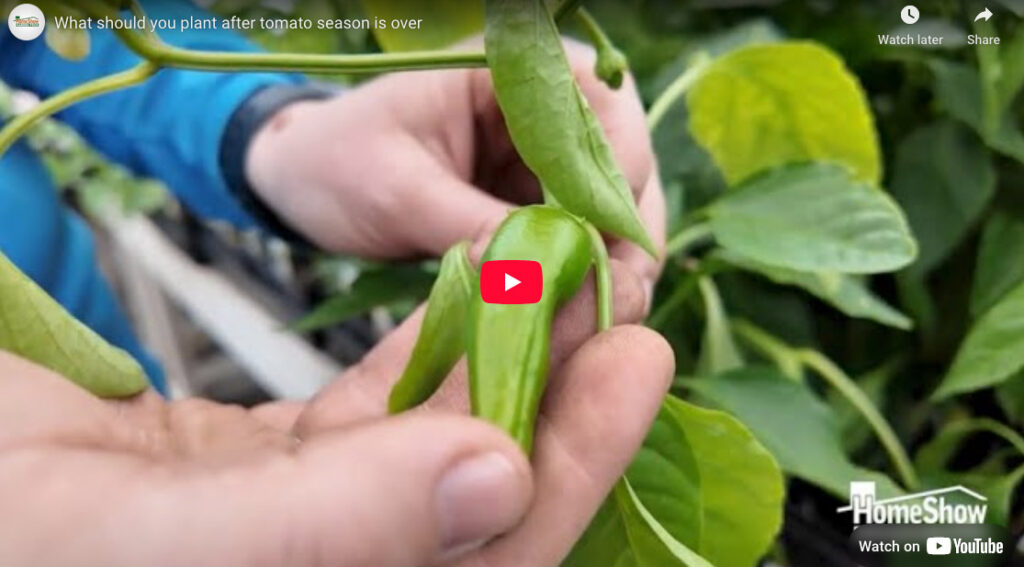 What To Plant After Tomato Season Is Over