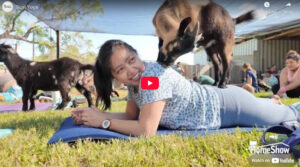 Goat Yoga - Wabash Feed & Garden
