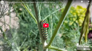 Swallowtail Butterfly Caterpillars - Wabash Feed & Gardens