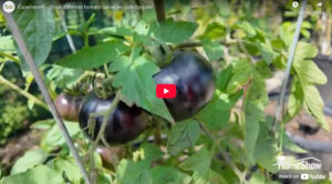 Tomato Experiment - Wabash Feed & Garden
