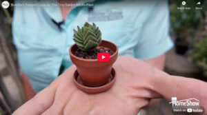 Buddha’s Temple Crassula: The Tiny Garden Micro-Plant