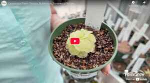 Carnivorous Plants: Flytraps, Butterworts, Sundews & Pitchers