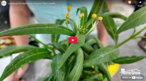 Ladybugs Eat Aphids for Organic Plant Health