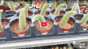 Monkey Tail Cactus are perfect for hanging planters