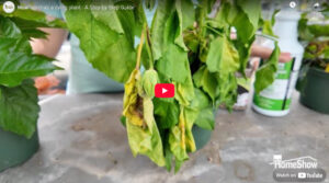 How to rehab a dying plant – A Step-by-Step Guide