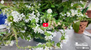 Watering tips for stressed out hanging plants