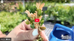 Diagnose & Treat Boxwood Root Rot: Your Essential Guide