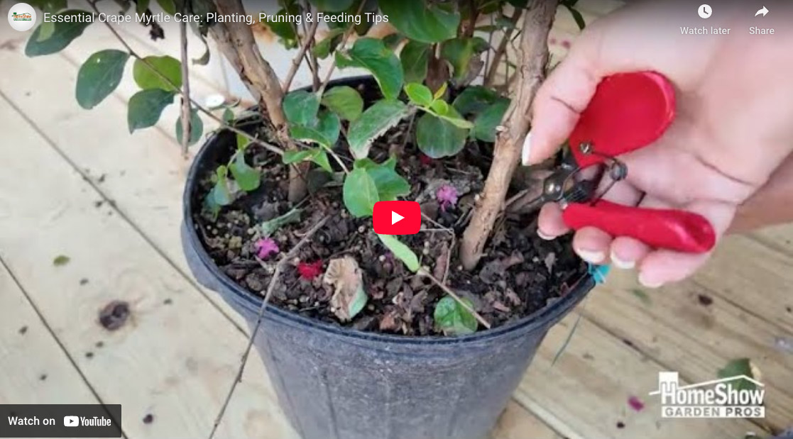 Crape Myrtle Care: Planting, Pruning & Feeding Tips | HomeShow Garden Pros  Radio