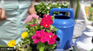 You can Garden all summer long in Houston - Plants for All Seasons