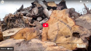 Storm Debris Aged And Turned Into Mulch