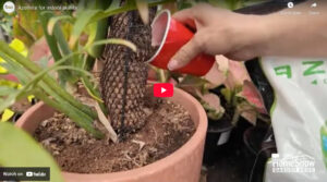 AZOMITE® For Indoor Plants