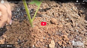 Why Would You Plant Tomatoes Without AZOMITE®